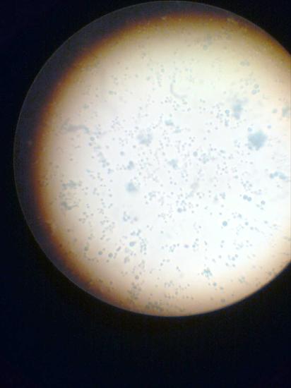Mikrobiologia Przemysłowa - Zdjęcie0101.jpg