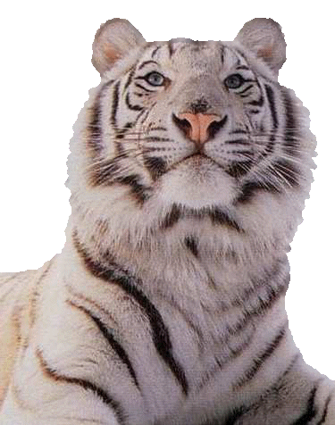 lwy i tygrysy - biały tygrys.gif