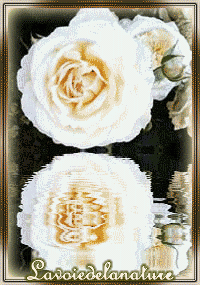 Krolowa kwiatow - refletroseddy4.gif