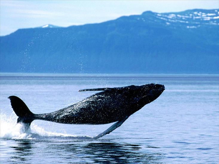 głębia oceanu - Breaching, Humpback Whale.jpg