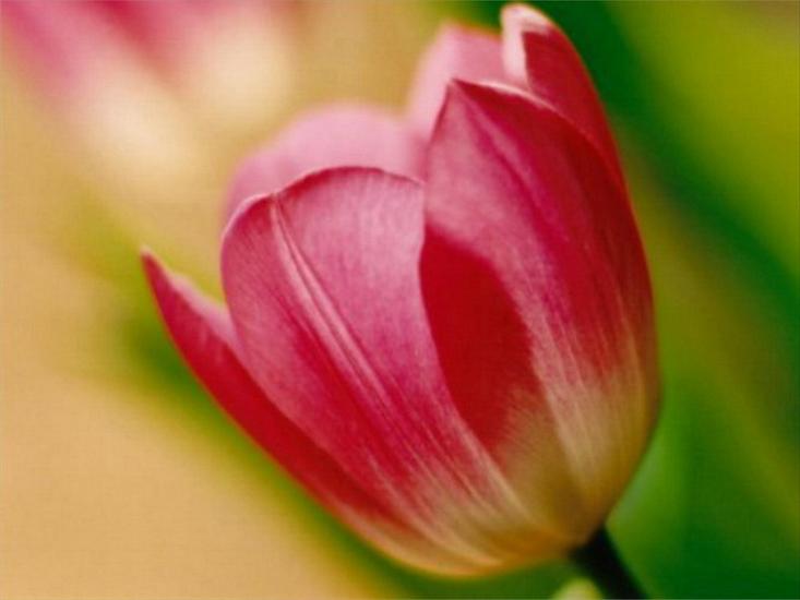 Tulipany - tulipany 63.jpg