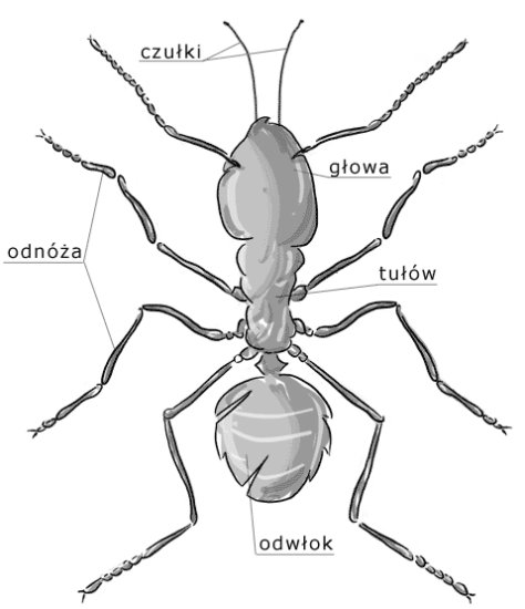 owady - mrówka 2.gif