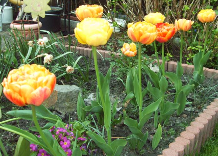 kwiaty - tulipany3.jpeg