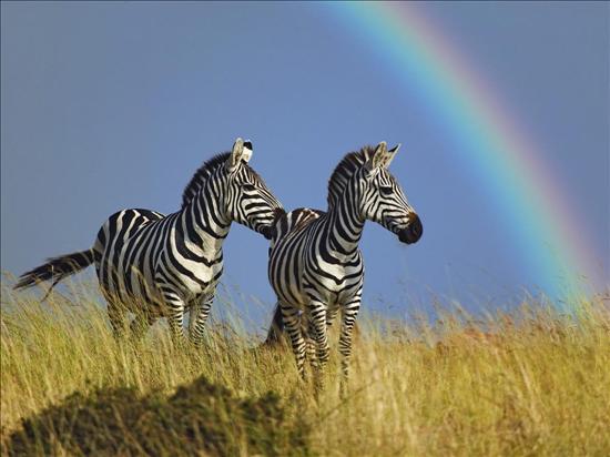 Zebry - Zebra.jpg