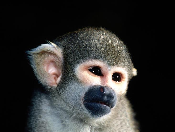 Tapety zwierzęta świat - What a Cutie, Squirrel Monkey.jpg