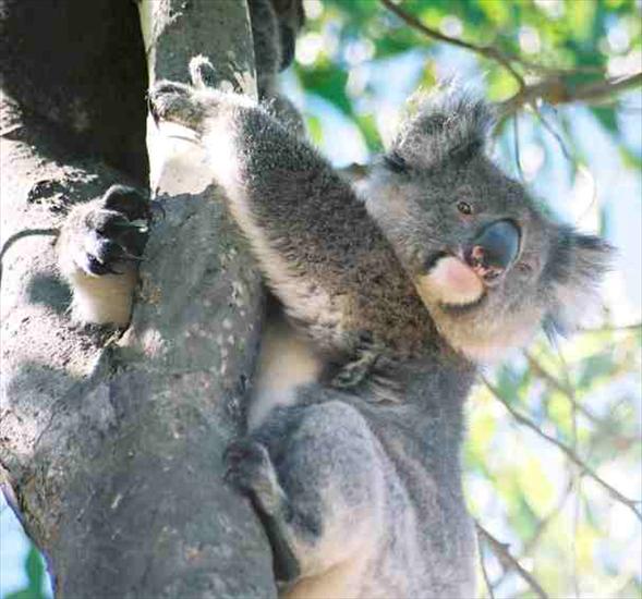 koala - Koala_Bear_Kangaroo_Island.jpg