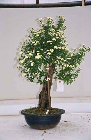 bonsai - mediumjyx5n25547f928ce04b6422860.jpg