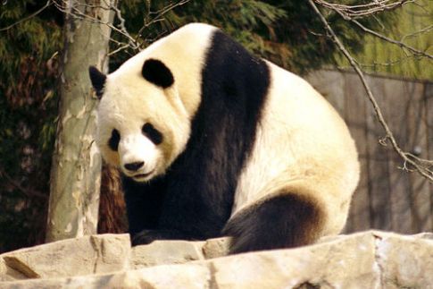 Pandas - 57.jpg