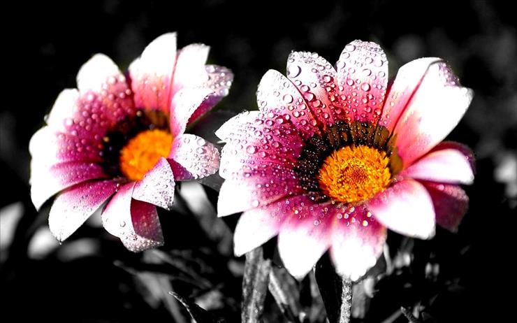 Kwiatuszki - flower 31.jpg
