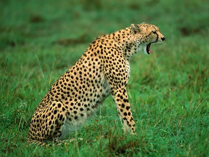Zwierzęta - Sleepy Cheetah, Kenya, Africa.jpg