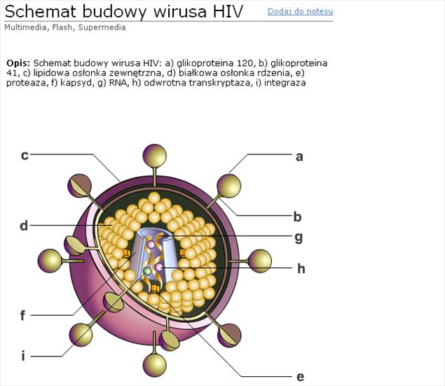 Do Szkoły - schemat budowy wirusa hiv.bmp