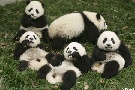 Pandas - 80.jpg