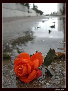 Róża - kwiaty_na_telefon_32.jpg