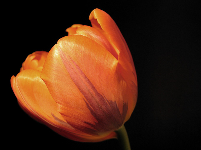 Tulipany - 286303.jpg
