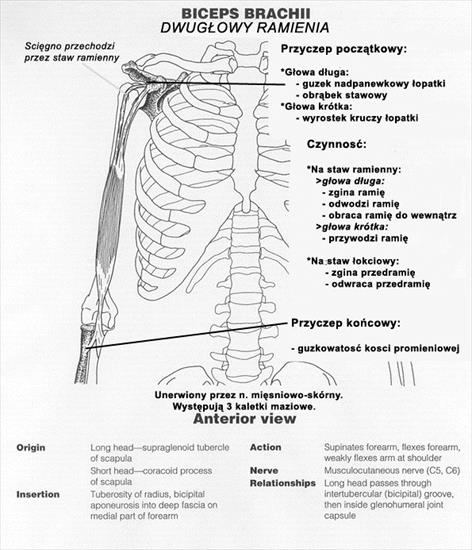 Mięśnie - BicepsBrachii copy.jpg