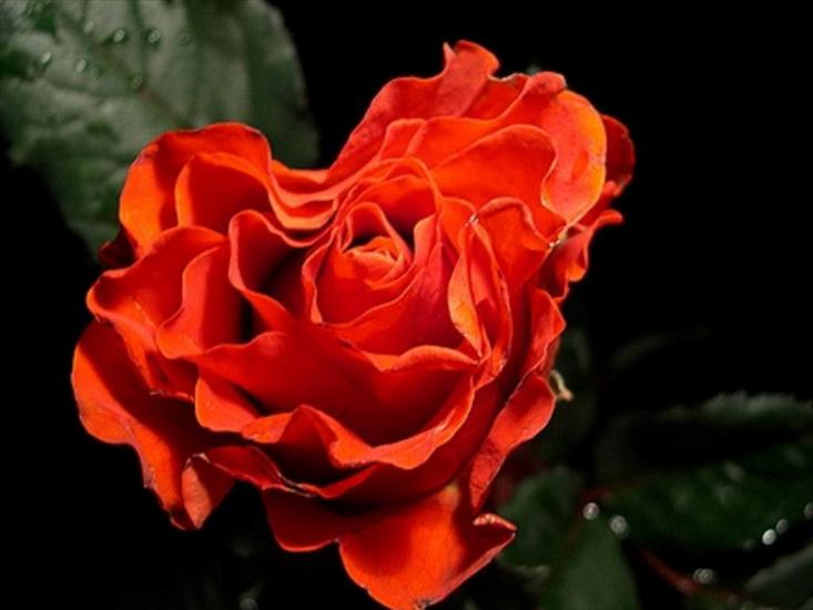 czerwone róże - roze2 51.jpg
