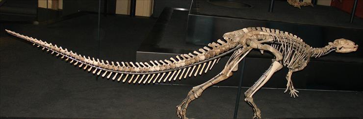 d - Dryosaurus_lettowvorbecki_skeleton.jpg