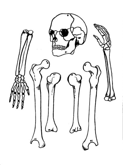 Wycinanki i układanki - szkielet1.gif
