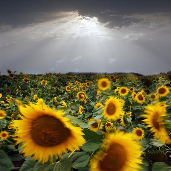 cz.3 - sunflower_taking_a_bow_by_Floriandra.jpg