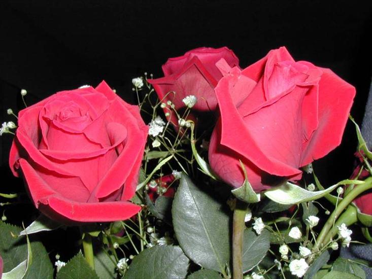 Kwiaty - rose022.jpg