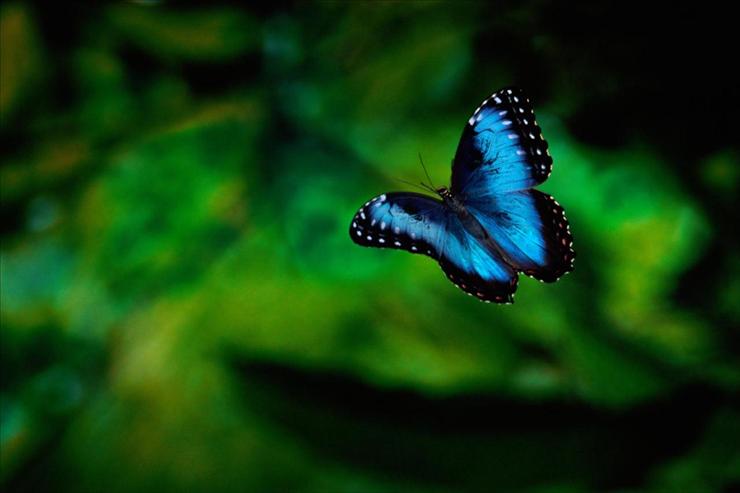 Webshots Collections - Morpho Butterfly in Flight, Costa Rica  Fogden - Minden.jpg