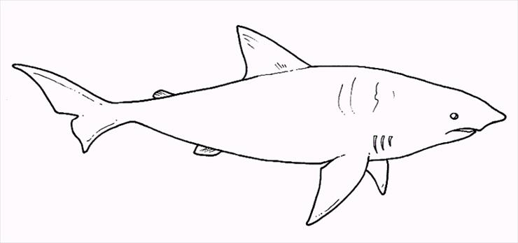 Zwierzaczki - rekin.bmp