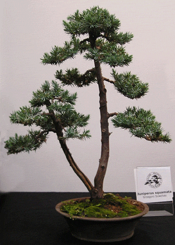 DRZEWKA BONSAI - bonsai 136.gif