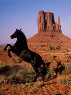 konie - As-horse1.jpg