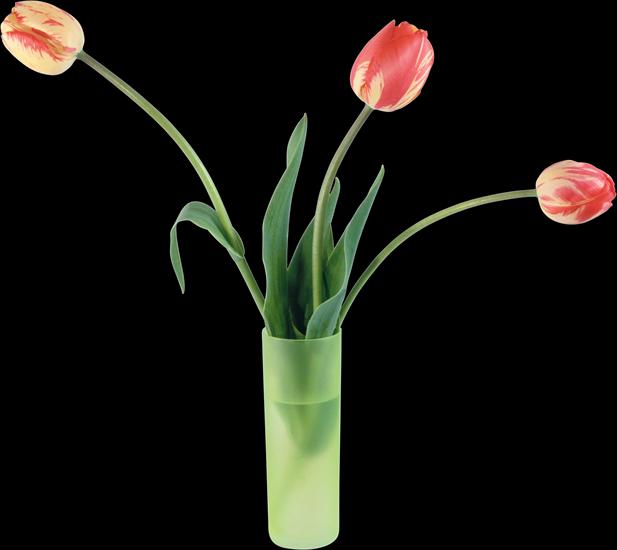 tulipany - Tulips 14.png