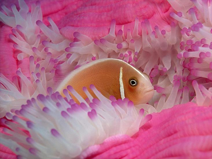 Tapety Ocean - Pink Anemonefish.jpg