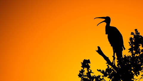  natURe - Woodstork_sunset.jpg