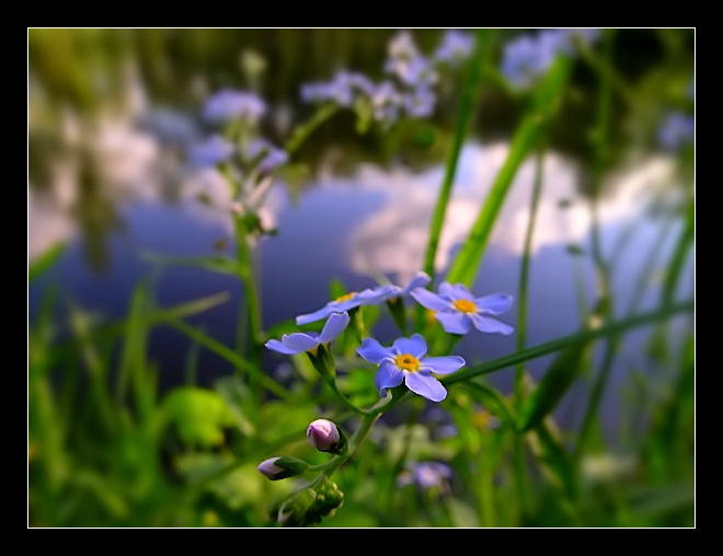 Kwiaty polne - 8940.jpg