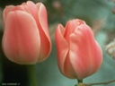 Kwiaty - Tulipany.jpg