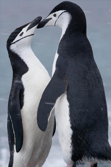 PTAKI _ NIELOTY - Pingwiny_Pygoscelis_antarcticus_pair_Laurie_Island.jpg