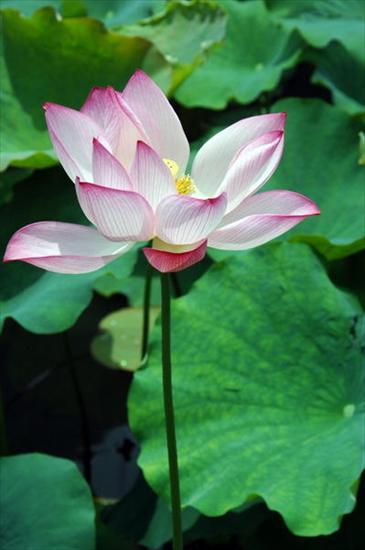 zzzz misz masz - 1190224-Lotus-Flower-1.jpg