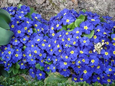 Kwiatki - Niebieskie.jpg