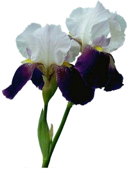 białe - iris.png