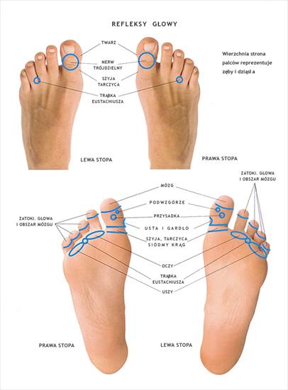 Masaż - refleksy głowy.jpg