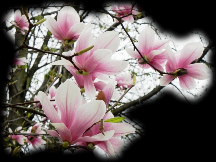  Kolory wiosny - magnolia3.png