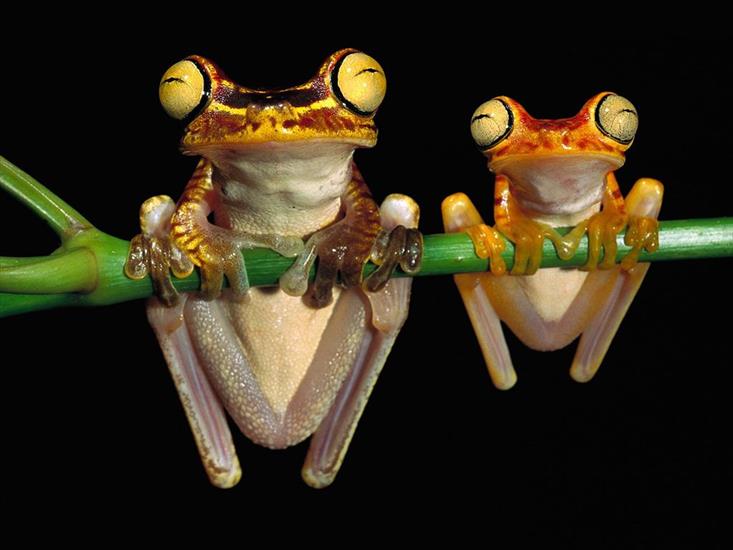 ŻABY  - chachi_tree_frogs.jpg