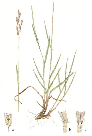 Trawy - Izgrzyca przyziemna - Sieglingia decumbens.jpg
