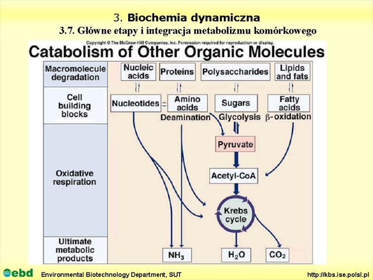 BIOCHEMIA 4- metabolizm tł, cukr, amino, Krebs - Slajd24.TIF
