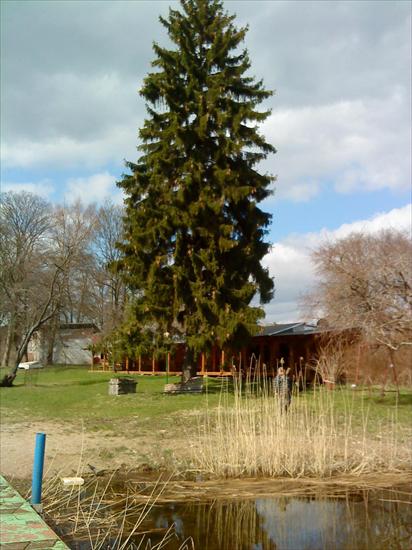 gify drzewa - MOJE ZDJĘCIA 158.jpg