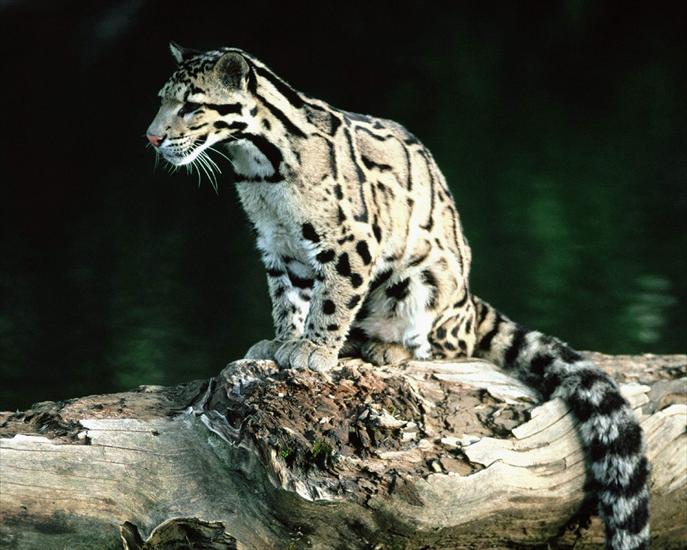 Tapety HD na pulpit - Young Clouded Leopard.jpg