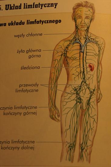 Biologia - Schemat układu limfatycznego.JPG