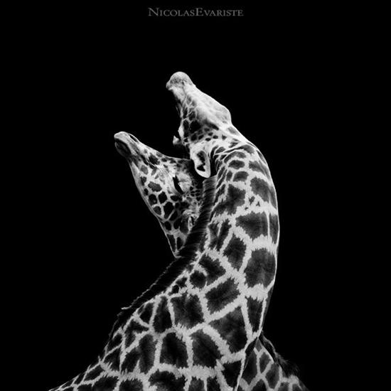  Dark ZOO by NicolasEvariste - animals_27.jpg