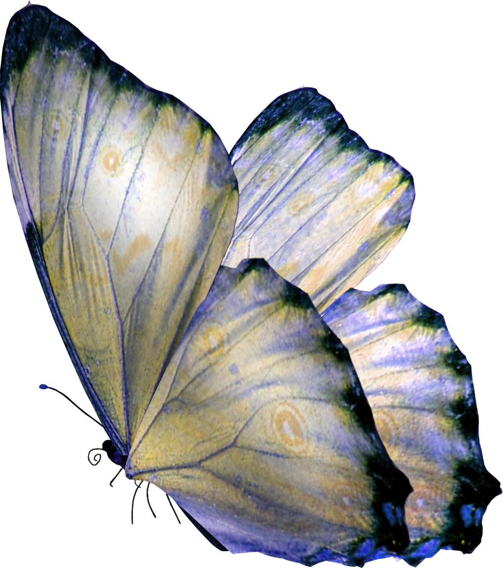 Motyle-PNG super - veran KD 54.png
