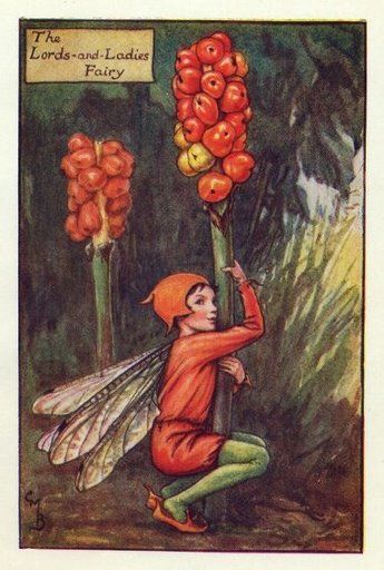 elfy - lords_and_ladies_autumn_flower_fairy.jpg