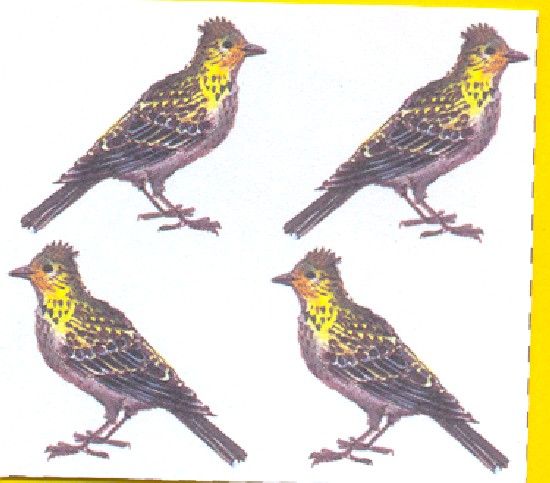 Ptaki - Scan0028.bmp