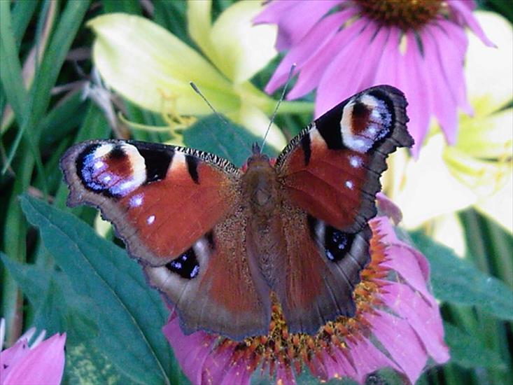 Motyle na kwiatach - Rusałka3.jpg